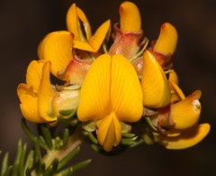 Aspalathus excelsa