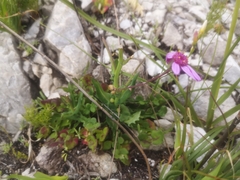 Senecio cymbalarifolius