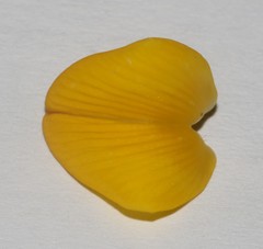 Aspalathus excelsa