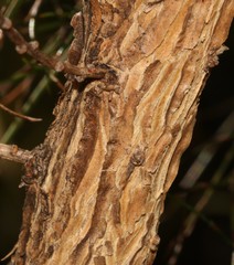Aspalathus excelsa