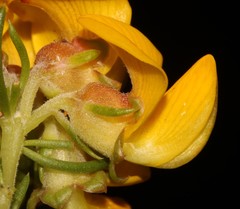 Aspalathus excelsa