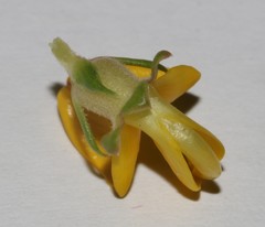 Aspalathus excelsa