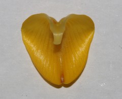 Aspalathus excelsa
