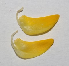 Aspalathus excelsa