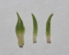 Aspalathus excelsa