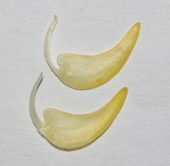 Aspalathus excelsa