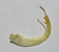 Aspalathus excelsa