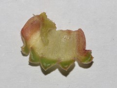 Aspalathus excelsa