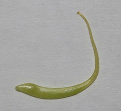 Aspalathus excelsa