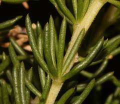 Aspalathus excelsa
