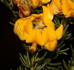 Aspalathus excelsa
