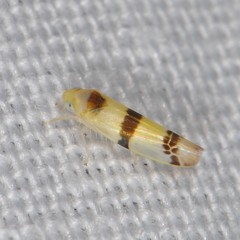 Empoa