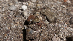 Dardarina dardaris