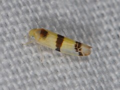 Empoa
