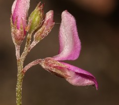 Indigofera angustifolia