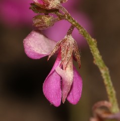Indigofera angustifolia