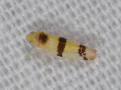 Empoa