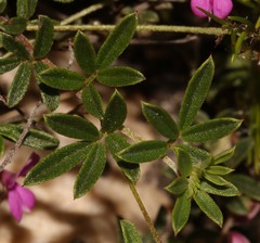 Indigofera angustifolia
