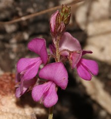 Indigofera angustifolia
