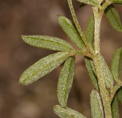 Indigofera angustifolia