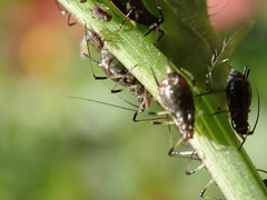 Uroleucon pseudambrosiae