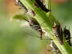 Uroleucon pseudambrosiae