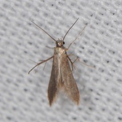 Schreckensteinia erythriella