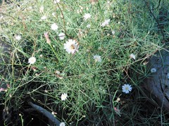 Malacothrix saxatilis tenuifolia