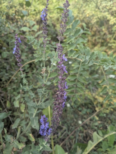 Salvia deserta (Salvia deserta)