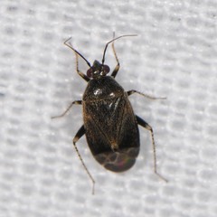Phylinae