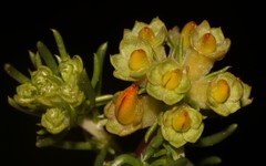 Aspalathus excelsa