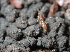 Stigmatomma pallipes