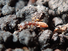 Stigmatomma pallipes