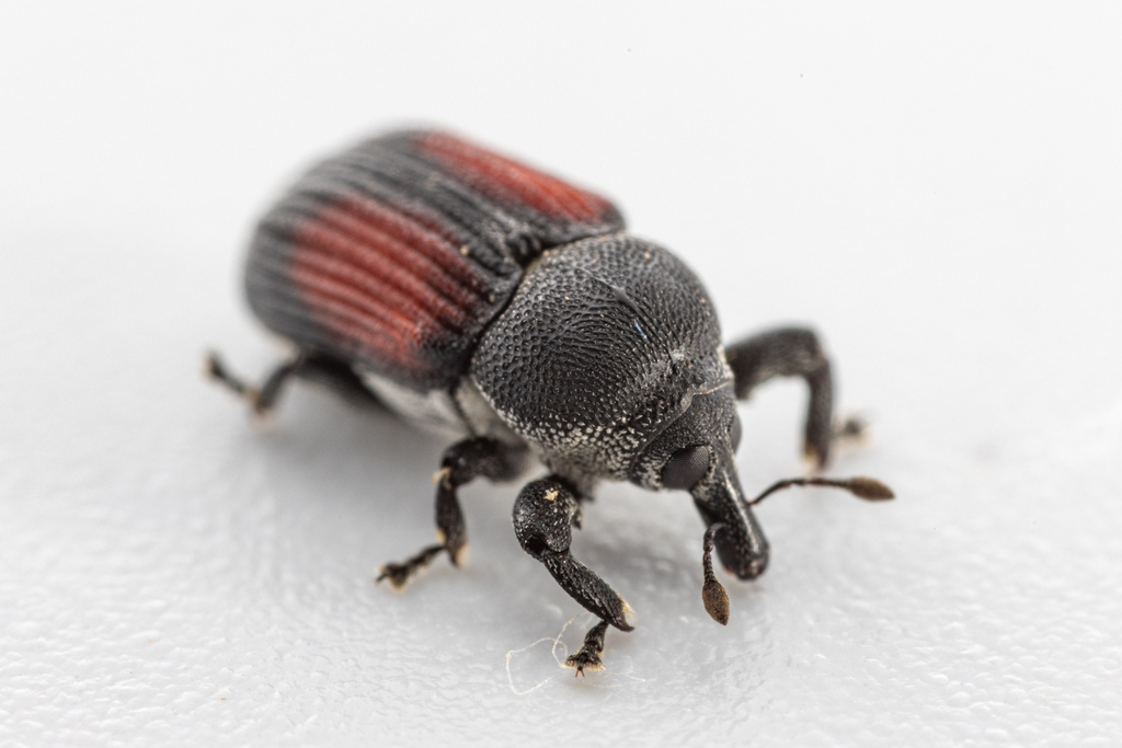 Laemosaccus andersoni