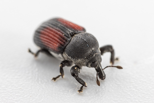 Laemosaccus andersoni