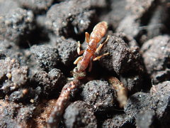 Stigmatomma pallipes