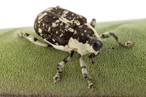 Peltophorus polymitus