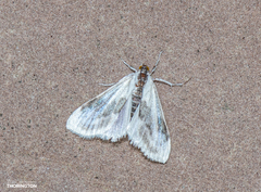 Cliniodes ostreonalis