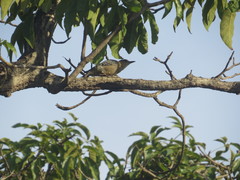 Melanerpes rubricapillus