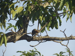 Melanerpes rubricapillus