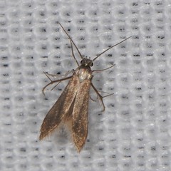 Schreckensteinia erythriella