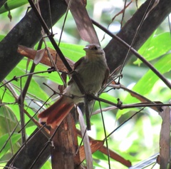 Automolus ochrolaemus