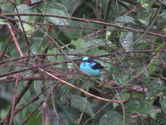 Dacnis lineata