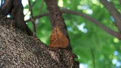Opsiphanes boisduvallii
