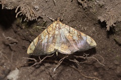 Pantographa scripturalis