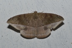 Oxydia sociata