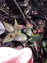 Endodeca serpentaria