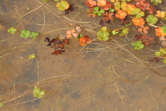 Marsilea mollis