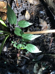 Endodeca serpentaria