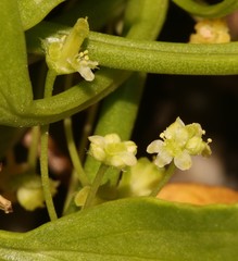 Centella triloba